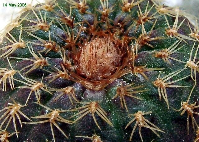 Frailea _sp.'schlosseri' SCHL60_ 03